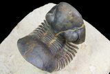 Paralejurus Trilobite Fossil - Foum Zguid, Morocco #74876-3